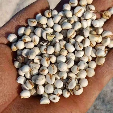 乌桕（Koelreuteriapaniculata），