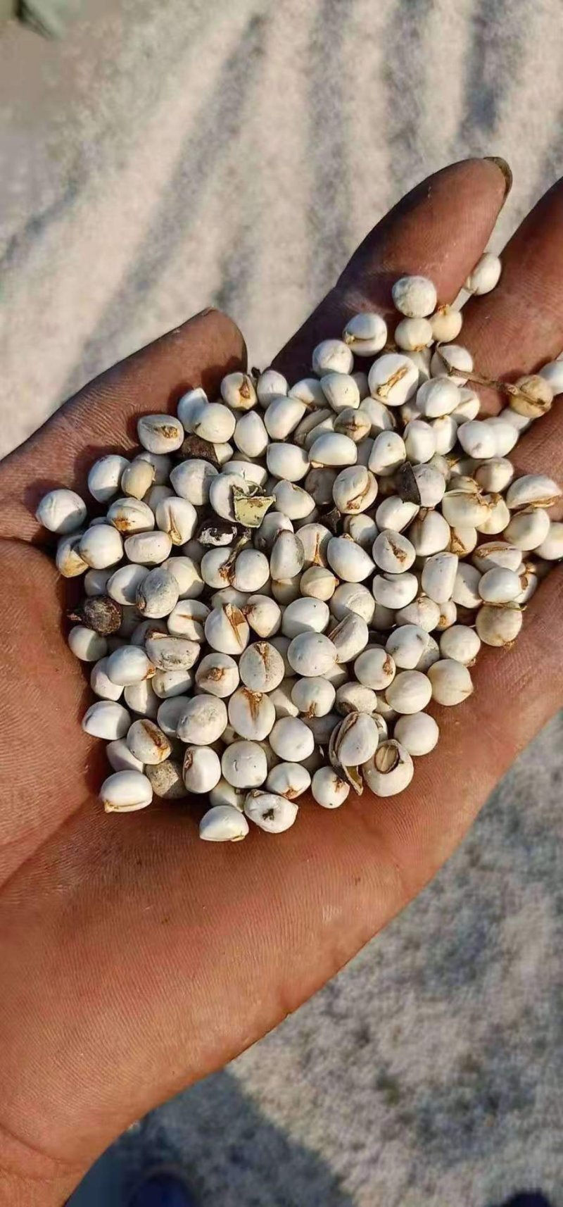 乌桕（Koelreuteriapaniculata），