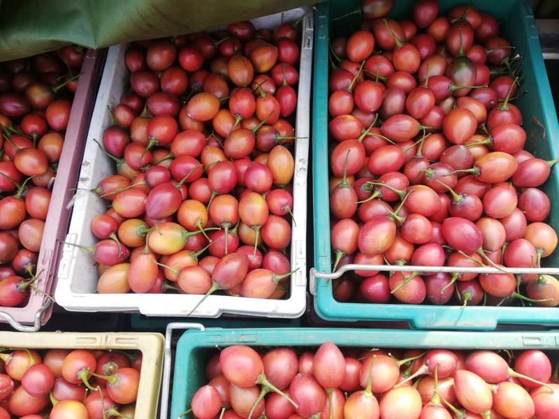 树番茄，佤乡沧源基地直供。全年有货，酸甜可口。