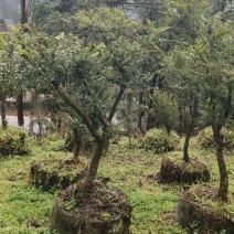 黄杨