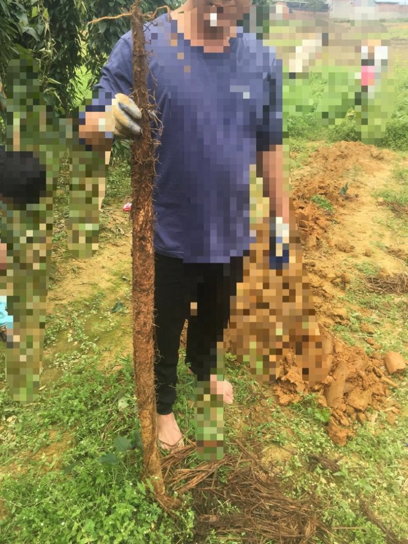 广西白淮山药种苗，品种优良，产量高，提供种植技术指导