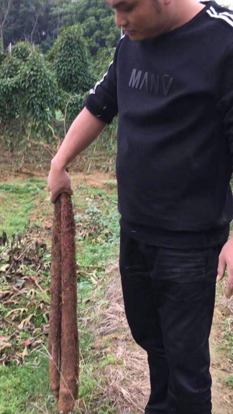 广西白淮山药种苗，品种优良，产量高，提供种植技术指导