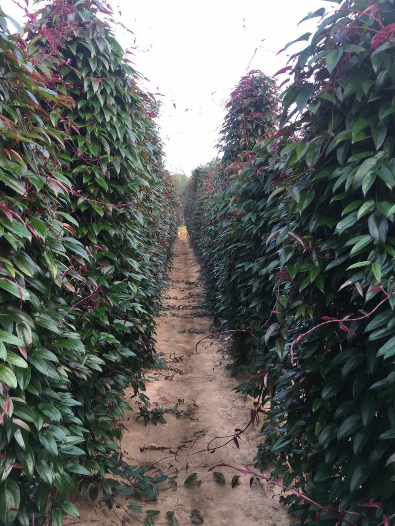 广西白淮山药种苗，品种优良，产量高，提供种植技术指导