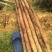 广西白淮山药种苗，品种优良，产量高，提供种植技术指导