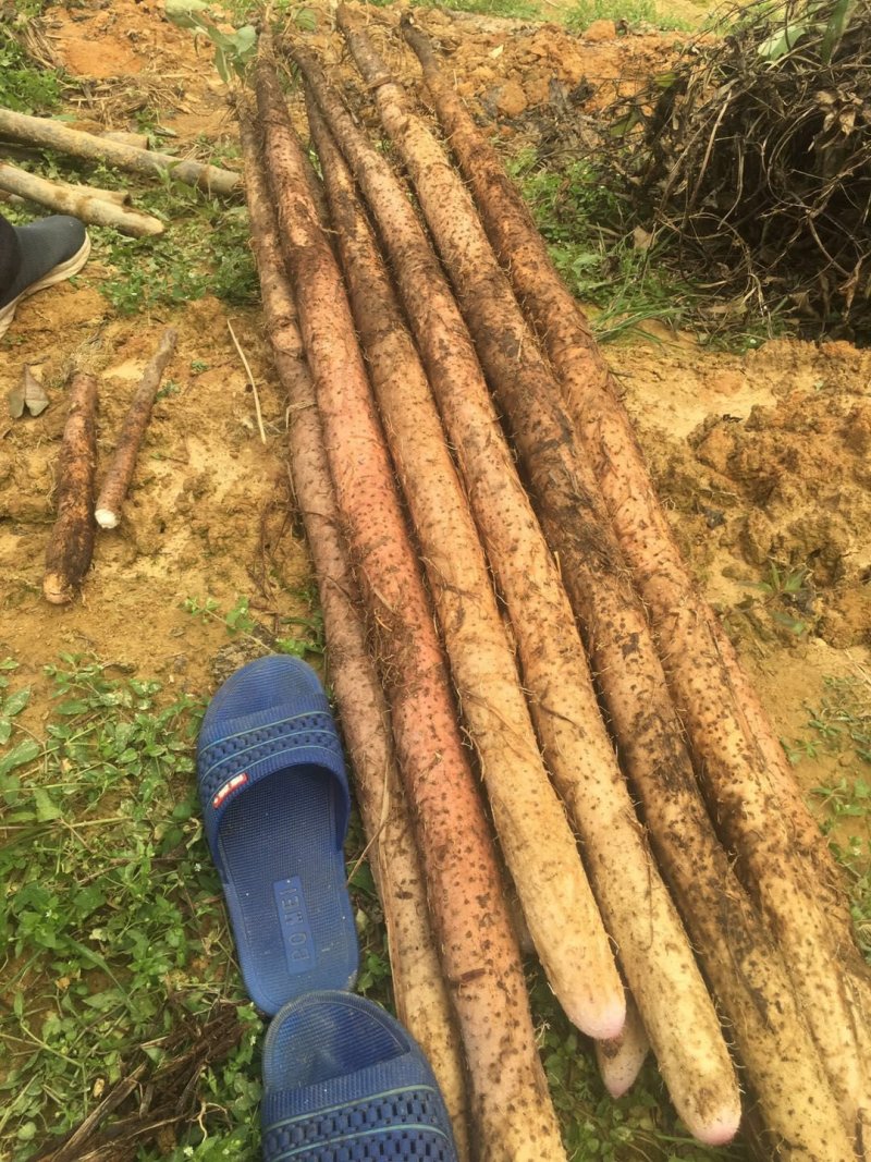 广西白淮山药种苗，品种优良，产量高，提供种植技术指导