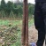 广西白淮山药种苗，品种优良，产量高，提供种植技术指导