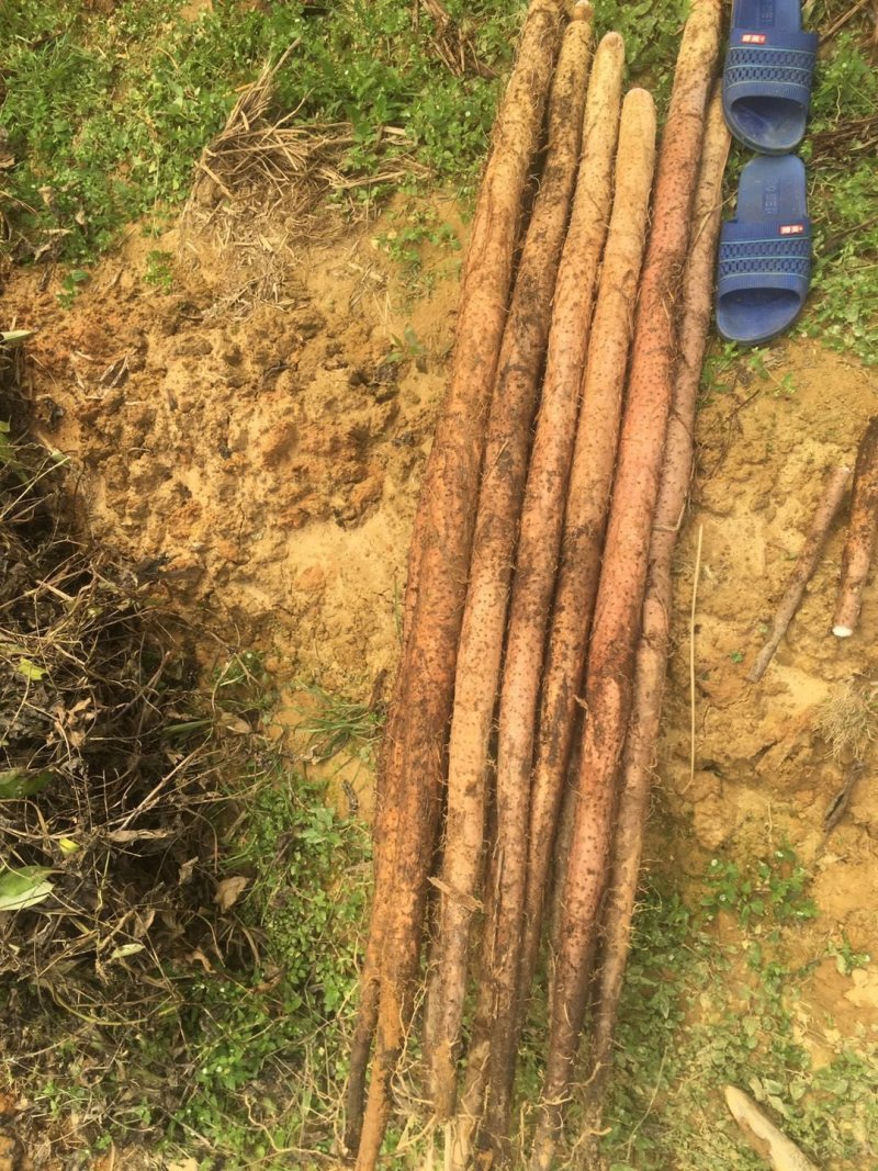 广西白淮山药种苗，品种优良，产量高，提供种植技术指导