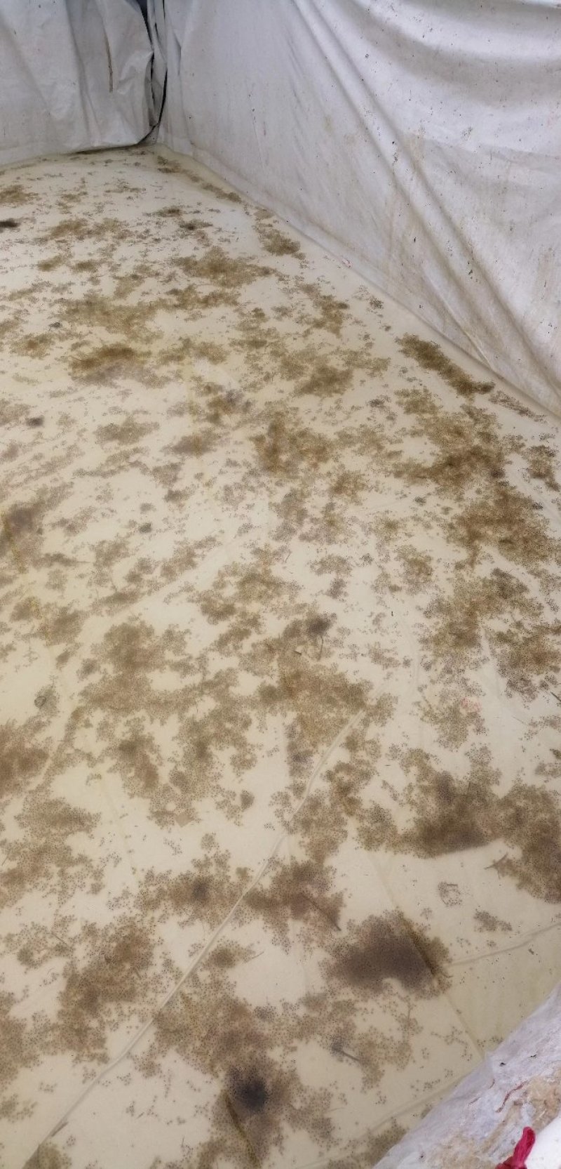 青蛙蝌蚪种苗全年供健康无病的圆头蝌蚪种苗包成活率