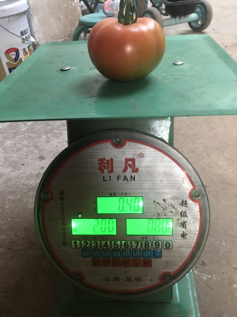 番茄（红果）大量上市产地发货量大从优欢迎来电咨询