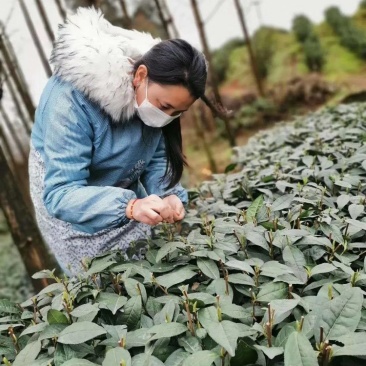 新茶碧螺春