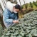 新茶碧螺春