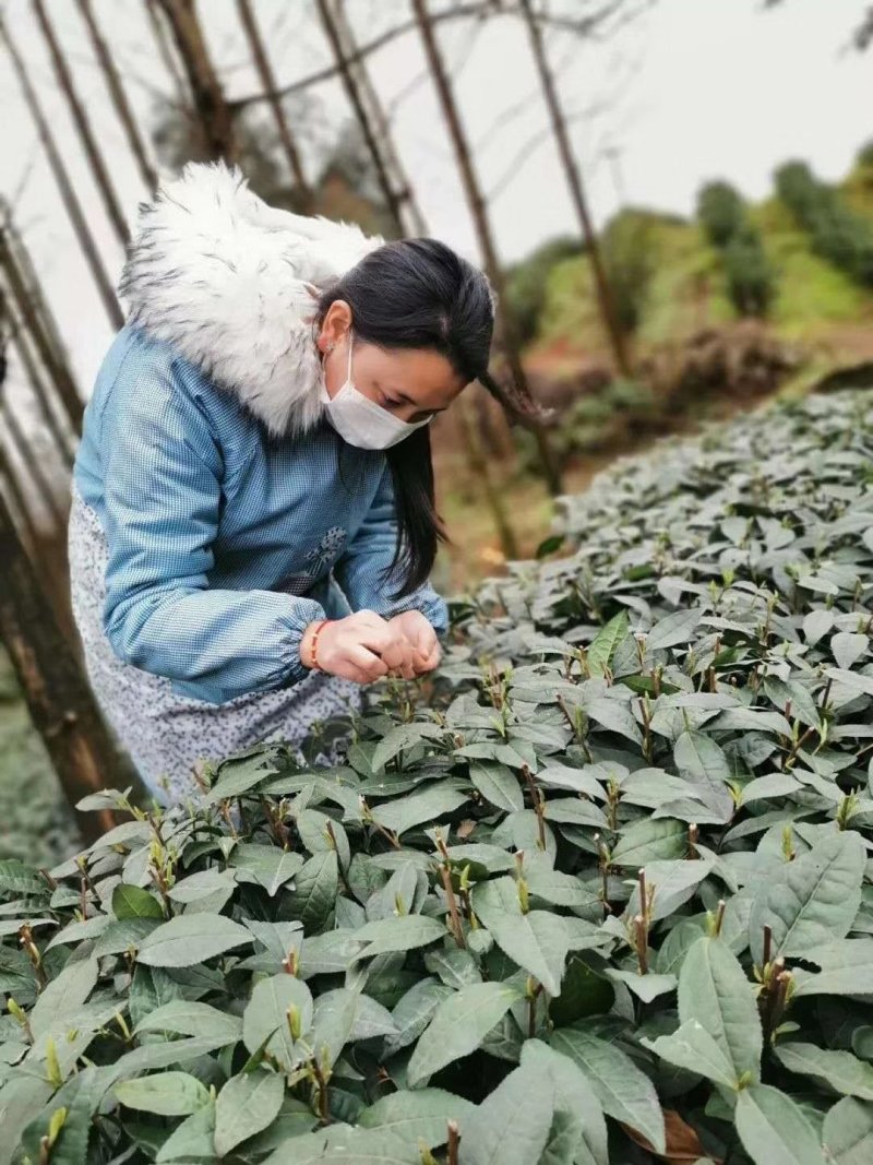 新茶碧螺春