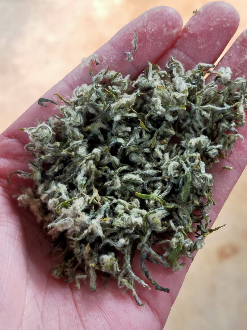 新茶碧螺春