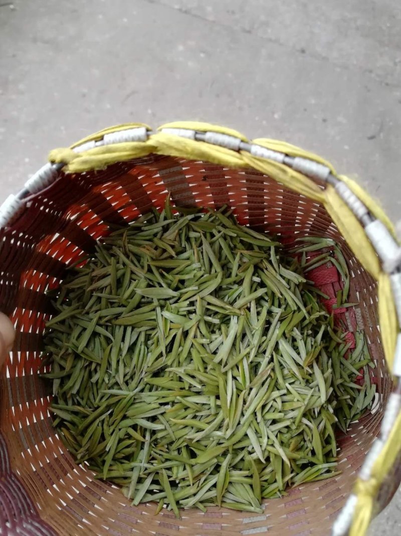 新茶碧螺春