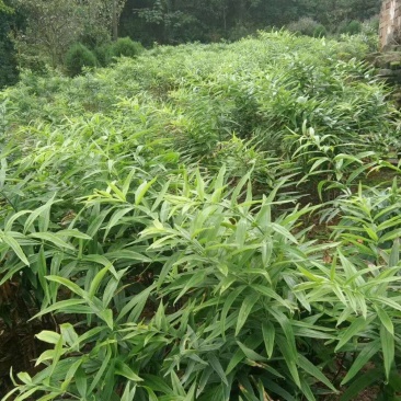 黄精种苗药材种苗种苗供应