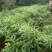 黄精种苗药材种苗种苗供应