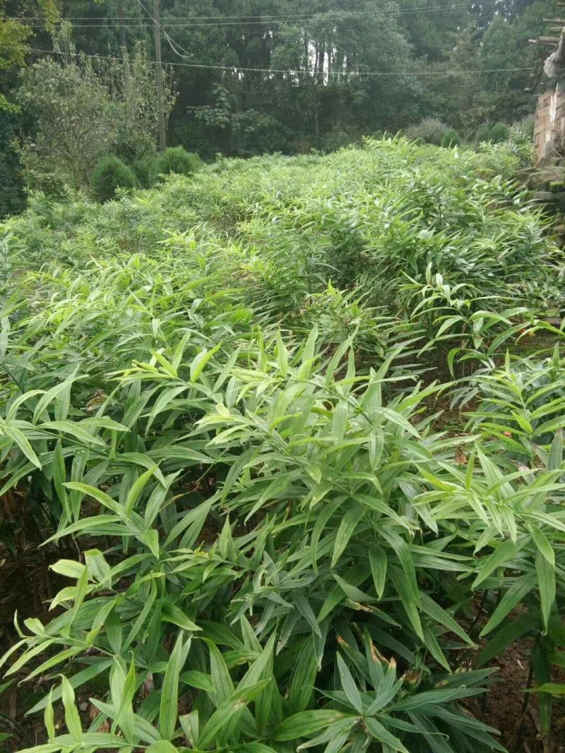 黄精种苗药材种苗种苗供应