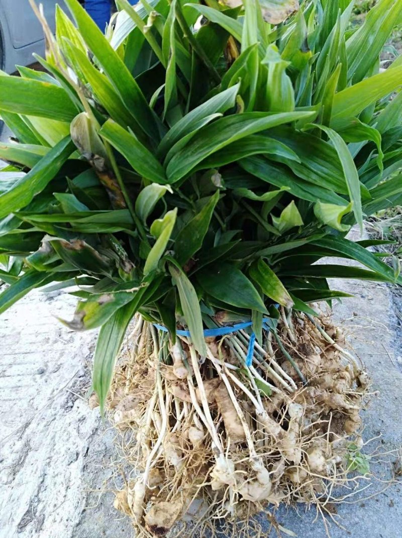 黄精种苗药材种苗种苗供应