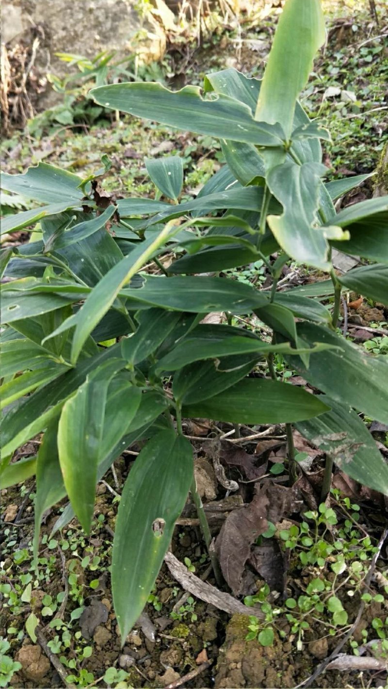 黄精种苗药材种苗种苗供应
