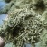金银花一手货源批发零售价格便宜