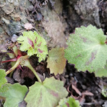 虎耳草