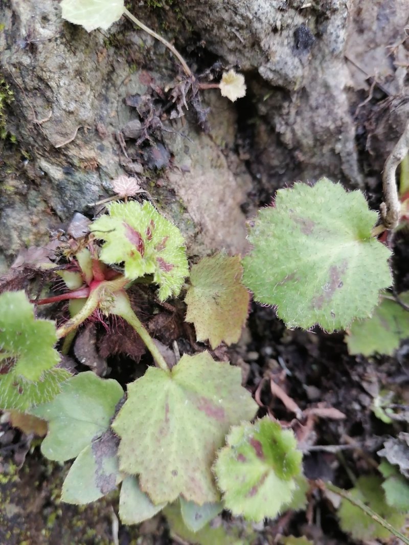 虎耳草