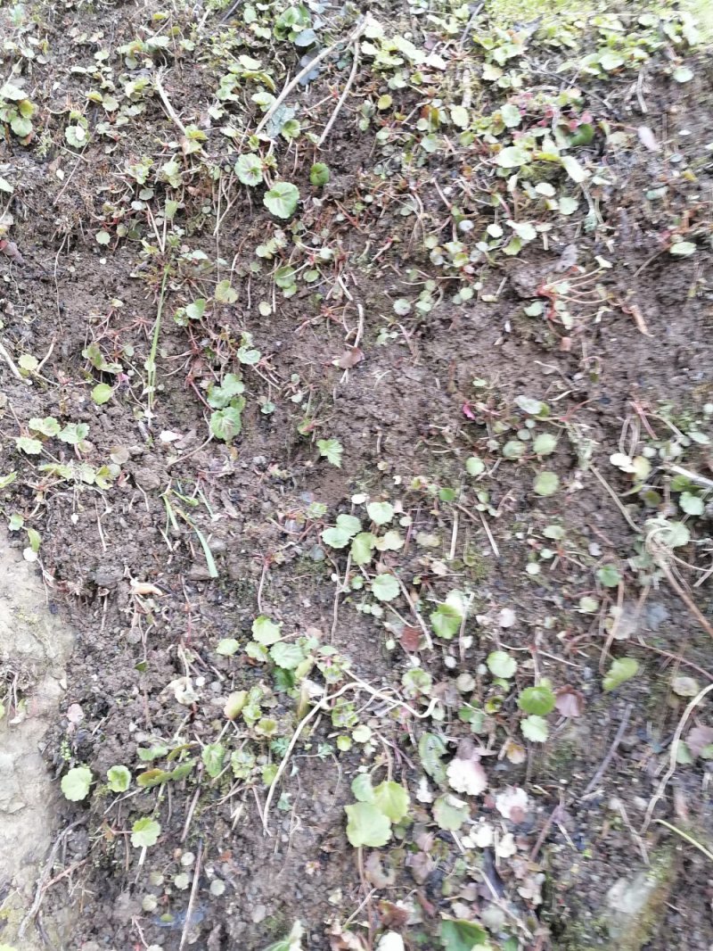 虎耳草