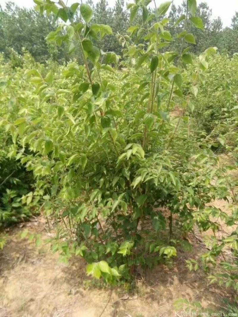 金银木丛生金银木价格绿化苗木金银木