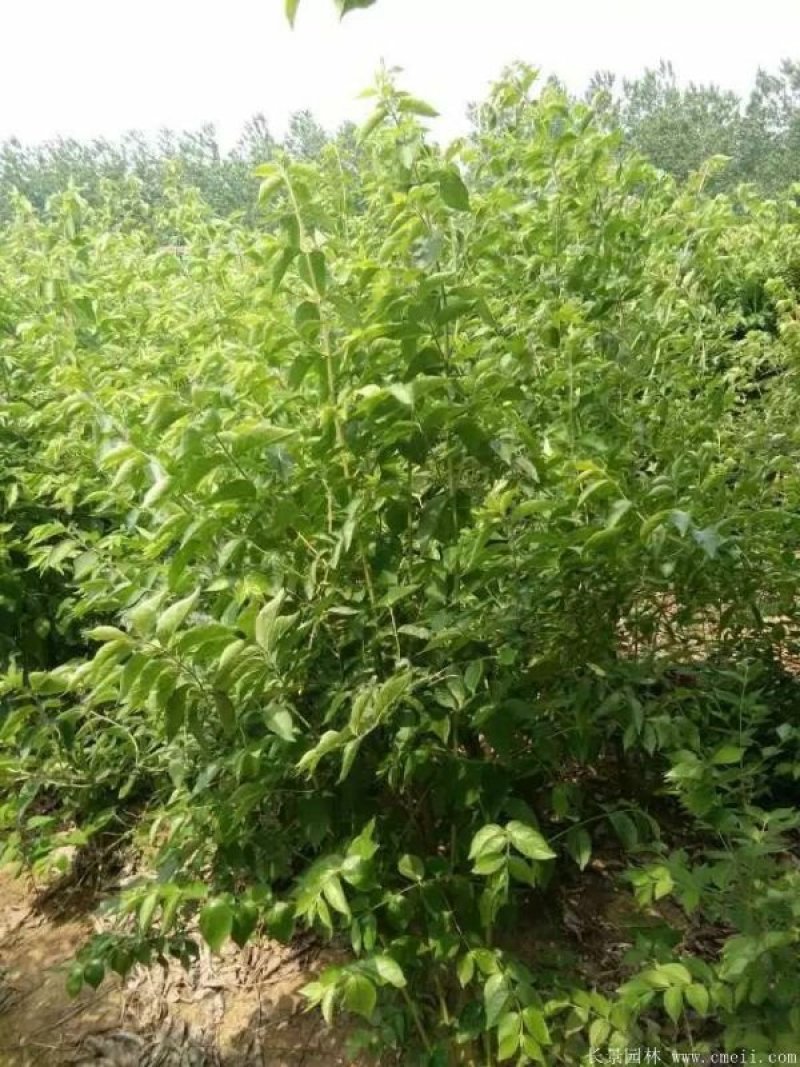 金银木丛生金银木价格绿化苗木金银木