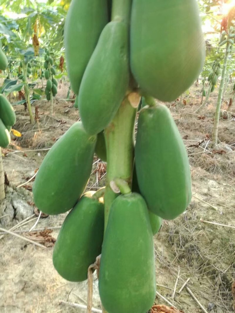 优质黄金木瓜，大青大白红肉水果木瓜，基地直销种植当年结果