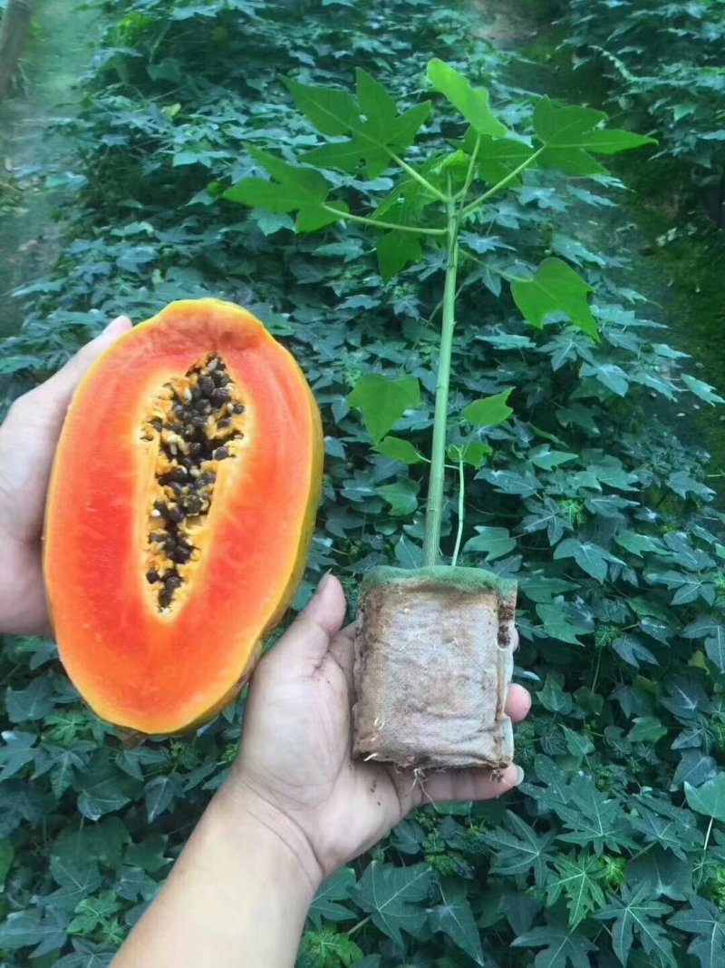 木瓜树苗红冠木瓜苗红岭木瓜大青木瓜黄金木瓜苗当年结果包邮
