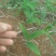 黄精种苗/黄精苗/姜型甜黄精/倒苗黄精/多花姜型黄精/