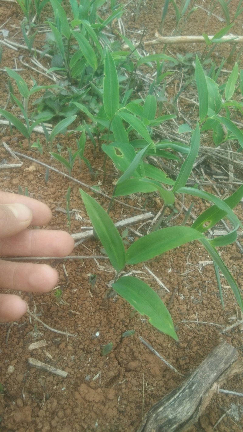 黄精种苗/黄精苗/姜型甜黄精/倒苗黄精/多花姜型黄精/