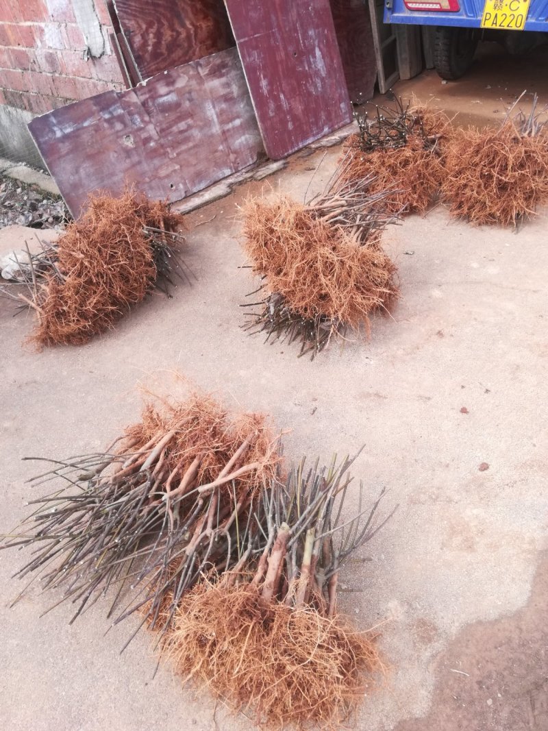 江西樟树中花吴茱萸苗