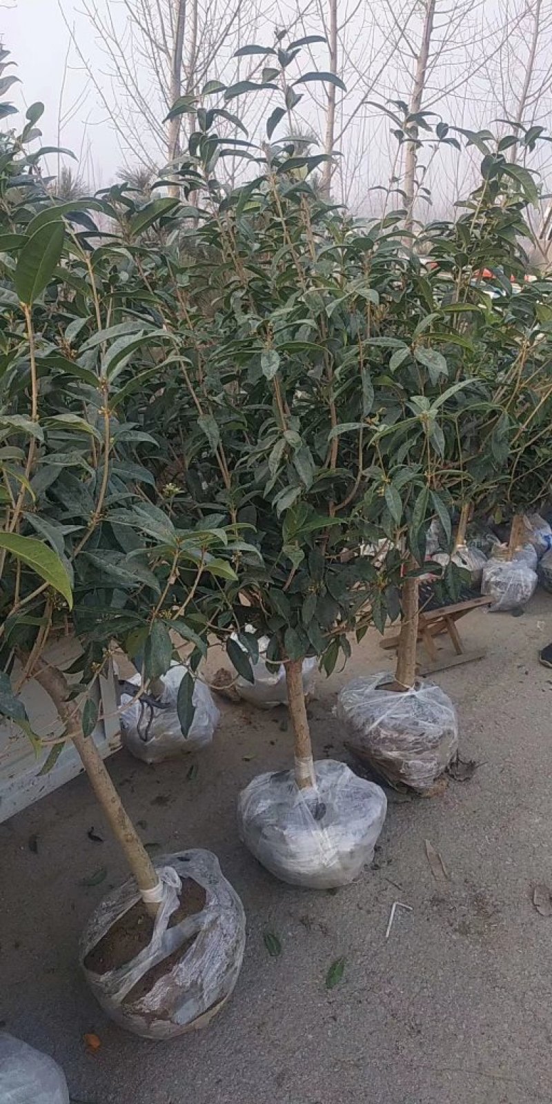 桂花苗
