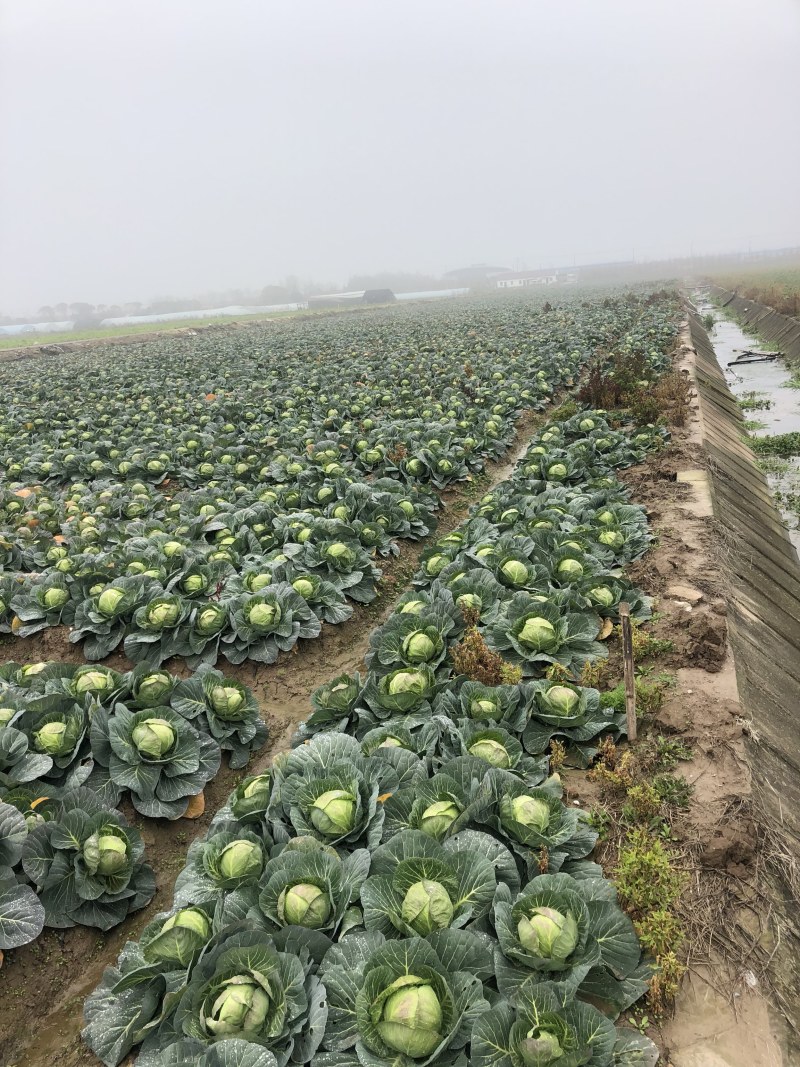 精品绿甘蓝新货上市（散装+袋装）产地直销货源充足