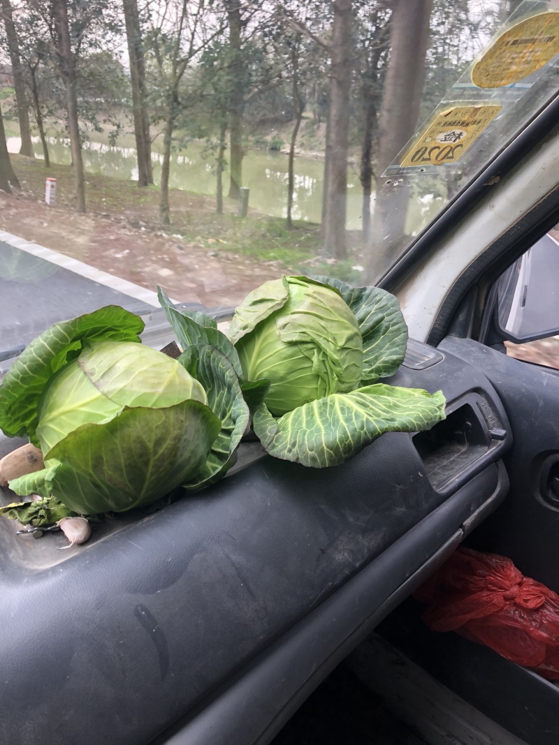 精品绿甘蓝新货上市（散装+袋装）产地直销货源充足