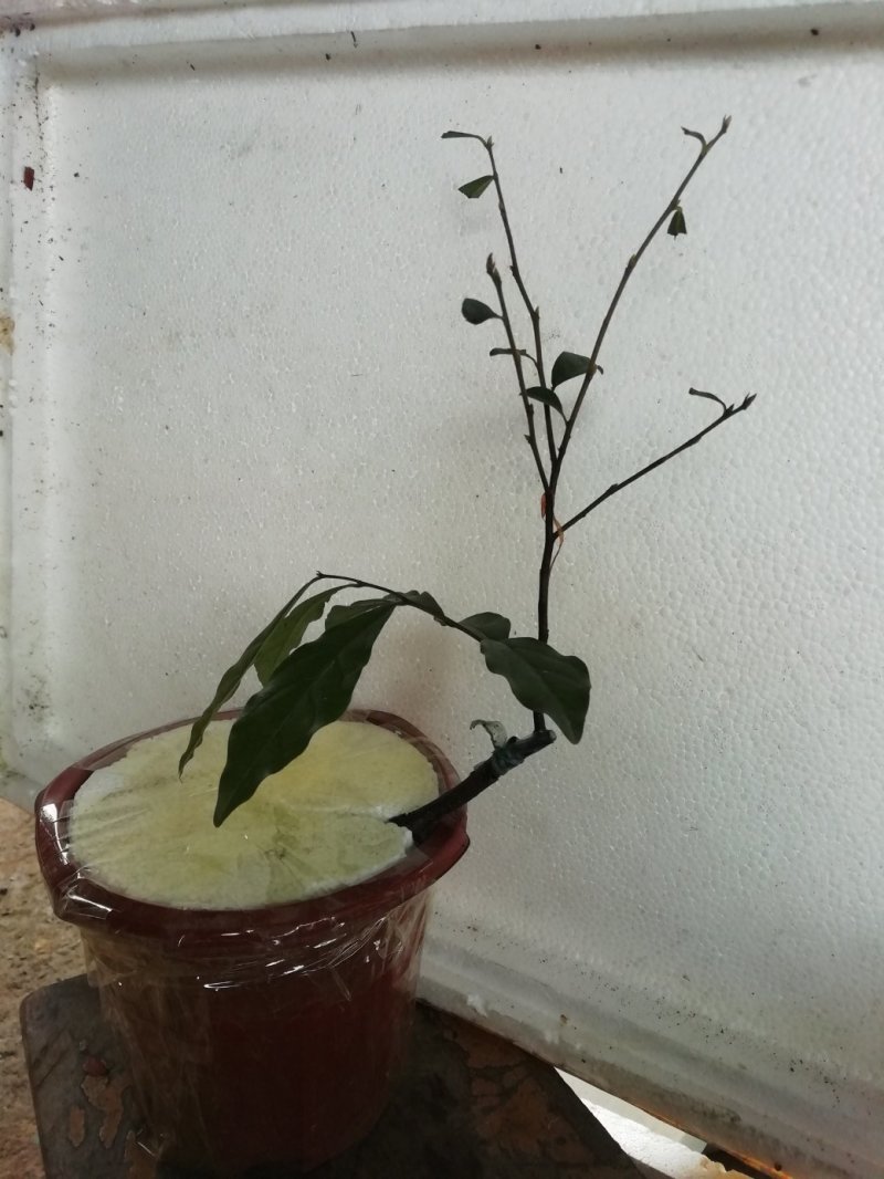 金弹子母树，金弹子嫁接苗叮当子瓶兰花