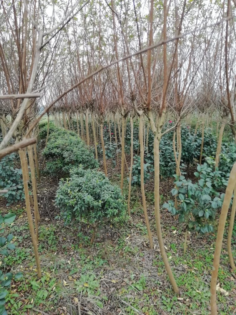 杜鹃球，冠幅60~120厘米，春鹃种植户基地直销