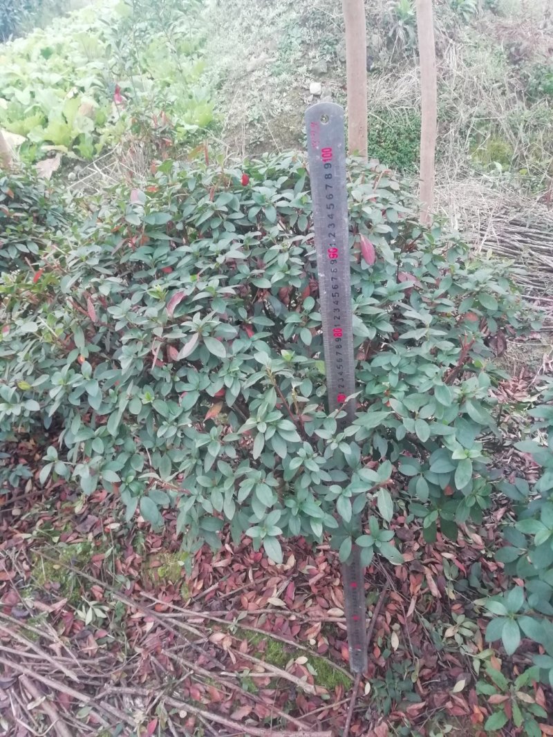 杜鹃球，冠幅60~120厘米，春鹃种植户基地直销