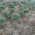 杜鹃球，冠幅60~120厘米，春鹃种植户基地直销