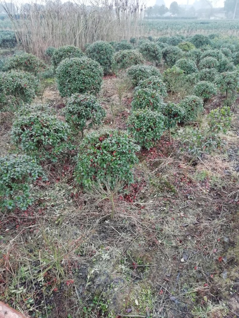 杜鹃球，冠幅60~120厘米，春鹃种植户基地直销