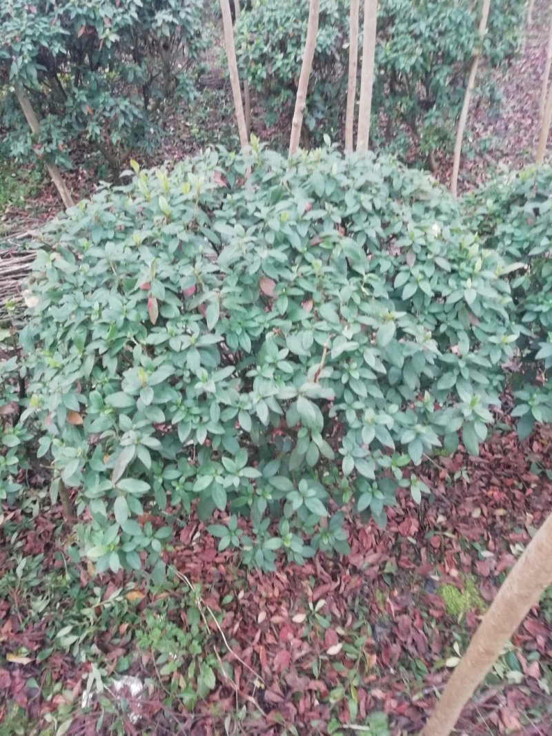 杜鹃球，冠幅60~120厘米，春鹃种植户基地直销