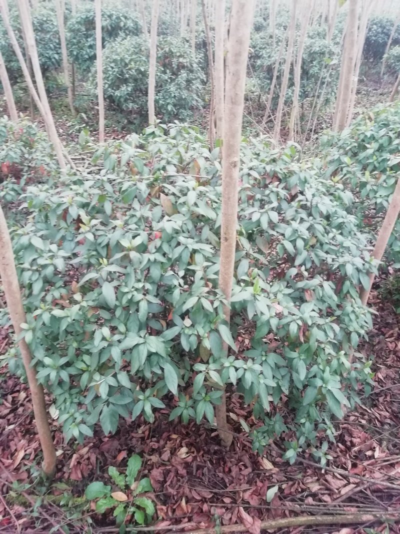 杜鹃球，冠幅60~120厘米，春鹃种植户基地直销