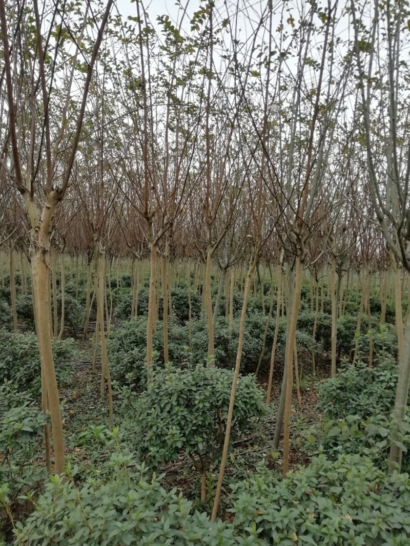 杜鹃球，冠幅60~120厘米，春鹃种植户基地直销