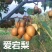 梨苗红梨，黄金梨，苹果梨，澳红一号，黄冠梨，品种齐全