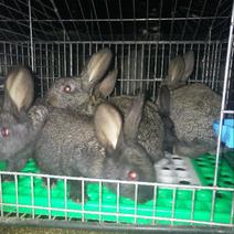 兔子比利时杂交兔肉兔伊拉兔，八点黑兔