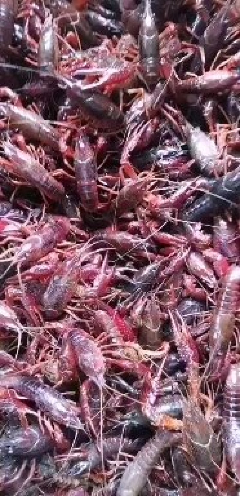 【优质】小龙虾种苗大量供应，产地直销，可提供技术指导