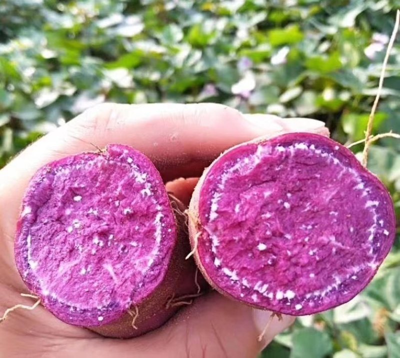 红薯紫薯