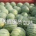 江苏早佳西瓜直升苗6到10斤西瓜大量上市中量大从优